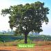 USDA Organic Neem Tablets - 1500mg (120 Count) Azadirachta Indica - Nature'sVast - Buy Online on GoSupps.com