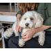 Mikki Doodles Dog Grooming De-Matting Tool - Heat Treated Micro Serrated Blades - Left & Right Hand Use - Ideal for Poodle Crossbreeds - One Size - Buy Online on GoSupps.com