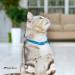 Collardirect Leather Cat Safety Collar | Adjustable Kitten Neck Band with Bell | Vibrant Colors - 15-18 cm - Buy Online on GoSupps.com