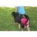 Washable Dog Diapers (3 Pack) for Large Dogs - Premium Durable Female Doggie Diapers - Buy Online on GoSupps.com