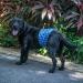 Buy Cuteebone Male Washable Dog Diapers - 3 Reusable Belly Bands with Velcro Fastener | High-Suction Dog Wraps for XL Sizes (53.5-68.5cm) - International Shipping Available - Buy Online on GoSupps.com