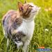 Hartz UltraGuard Flea & Tick Collar for Cats - 7 Month Protection - Reflective Collar - Buy Online on GoSupps.com