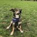 Buy Printplanet Dog Scarf - Personalized with Name/Text - Trees Dark Blue - Size S - Perfect for Stylish Dogs - Buy Online on GoSupps.com