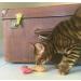 YEOWWW catnip toys for cats - organic very strong catnip fish stinkies sardines cat toys with catnip pack of 3 colourful patterns - 7.5cm long - Buy Online on GoSupps.com