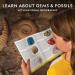 National Geographic Rock and Fossil Collection - 20 Stones & Fossils with Rose Quartz Jaspis & More | STEM Science Set for Kids - Buy Online on GoSupps.com