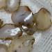 BEISHH Natural Agate Geode Slices Craft Collection Minerals Crystals for DIY Jewelry Decor Crystal Stone 1 piece - Buy Online on GoSupps.com