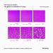 Hemway Ultrafine Glitter - Purple Holographic 100g | Cosmetic Safe Extra Fine Sparkle for Crafts & DIY - Buy Online on GoSupps.com