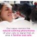 Comfort Zone Cat Calming Diffuser Refill | Veterinarian Recommended | Reduce Spraying & Scratching | Calm Home Solution | 48ml-2 Pack - Buy Online on GoSupps.com