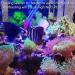 40CM Coral Feeder Syringe Tube for SPS HPS Marine Reef Aquarium - Liquid Fertilizer & Fish Excreta Cleaner - Buy Online on GoSupps.com