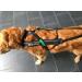 Buy Dog Copenhagen Non-Stop Canicross Harness - Free Motion Size T10 - Black | International Shipping Available - Buy Online on GoSupps.com