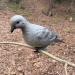 HQ Outfitters Dove Decoy 4 Pack - Realistic Hunting Decoys - Buy Online on GoSupps.com