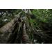 NIKON NIKKOR Z 14-30mm f/4 S Ultra-Wide Angle Zoom Lens for Nikon Z Mirrorless Cameras - Buy Online on GoSupps.com