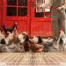 Buy My Hens Anti Pick 2.0 - 500ml Spray for Feather Pecking & Cannibalism in Chickens & Quail | Poultry Harmony Solution - Buy Online on GoSupps.com