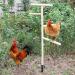 Buy Generic Boden Chicken Rod - Outdoor Poultry Stand & Enrichment Toy for Chickens Parrots & Nymphensitties | Perfect for Playgrounds - Buy Online on GoSupps.com
