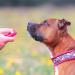 Dog Puppy Clicker Training Tool - Obedience Clicker for Pets Cats & Dogs - Black - Buy Online on GoSupps.com