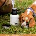 Miracle Pets 1L Stainless Steel Dog Drinking Bottle & Food Bowl - BPA-Free On-the-Go Puppy Accessories with Cleaning Brush - Buy Online on GoSupps.com
