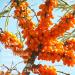 Feelia - Organic Sea Buckthorn Fruit Oil - Cold Pressed Rich in Vitamins & Minerals Suitable For All Skin Types 100% Pure & Organic - 100ml - Buy Online on GoSupps.com