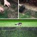 Cat Scat Mat with Spikes 78.7inch Animal Spikes Repellent Mat Plant Protection Net Cat Deterrent Devices with Garden U Shape Pegs and Twist Ties for Outdoor Garden Fence - Buy Online on GoSupps.com
