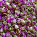 Drink Botanicals Ireland Edible Dried Pink Rose Buds | Non GMO | Natural | Dry Rose For Soap Making & Tea Cocktail Garnishes Flowers Decorations Confetti | 100 Grams