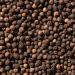 McCormick Whole Black Peppercorns 3.5 oz - Premium Quality Spice - Buy Online on GoSupps.com