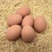 Eggcetera Ceramic Nest Eggs 6-Pack - Brown | Realistic Chicken Coop Decor - Buy Online on GoSupps.com