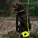 500 cm Neon Yellow Rubberized Dog Leash Without Hand Loop - Durable & Stylish for International Shipping - Buy Online on GoSupps.com