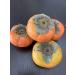 Buy Kejora Fresh Fuyu Persimmons - 4-5 lb Case | Premium Quality Persimmons - Buy Online on GoSupps.com