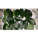 Fresh Cut Bay Leaves / Laurel leaf