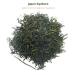 Japanese Green Tea Loose Test Gift Set - Premium Sencha Gyokuro & Kukicha (3x20g) | Teaclub - Buy Online on GoSupps.com