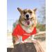 NFL Tampa Bay Buccaneers XX-Large Dog Jersey - Licensed Football Costume for Pets - Buy Online on GoSupps.com