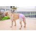 Petmia Washable Diapers for Dogs | Hygiene Underpants for Dogs in Heat | 5 Sizes XS to XL | 3-Pack Beige Black Purple - Buy Online on GoSupps.com