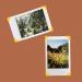 PATIKIL Photo Corners  10 Sheets/240 Pcs Self Adhesive DIY Picture Mounting Sticker for Journal Album Diary Scrapbook  Dark Yellow - Buy Online on GoSupps.com