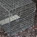 OxGord Live Animal Trap - Humane 2-Door 32 Cage for Raccoon, Opossum, Cat, Rabbit & Rodents - Buy Online on GoSupps.com