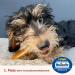 Carnello Puppy Treats - Grain-Free Chewing Bones for Dogs - Chicken Flavor 60g (1 Pack) - Healthy Dog Chews - Buy Online on GoSupps.com