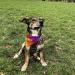Buy Printplanet Dog Scarf with Custom Name | Colorpaint Design | Size S - Perfect Scarf for Dogs - Buy Online on GoSupps.com