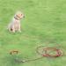 EfuturTime Large Dog Tie-Out with 3m Leash & Ground Anchor | Ideal for Outdoor Camping & Farms | Perfect for Small to Large Dogs - Buy Online on GoSupps.com