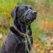 Halti Head Harness for Small Dogs - Prevent Pulling Light & Adjustable Padded Nose Strap Anti-Train Neck Band - Forest Green (Size 1) - Buy Online on GoSupps.com
