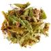 Linden blossom organic tea - linden flowers - tilia or tilio direct - linden flower tea lindenbetetee lindenbluet tea tila tea flower tea linden tea lindenblood tea blossom bio tilo linden blossom 50 g (1 Pack)