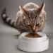 CatGuru Whisker Stress Free Cat Food Bowls - Non Slip Wide Shallow Dish for Kitten Supplies - Pack of 2 Marshmallow Cat Bowls - Buy Online on GoSupps.com