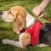 Buy Magnetic Vest Harness Air-Mesh V2 Red L | Comfortable & Stylish Pet Accessory for International Shipping - Buy Online on GoSupps.com
