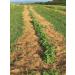 MagJo Naturals Farm Direct Catnip - Freshest Full Pound Bulk Bag - Buy Online on GoSupps.com