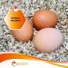 Egg Rigories with Eucalyptus 3kg | Highly Absorbent Bedding for Chickens Guinea Pigs Rabbits & Horses | Ideal Stable Climate - Buy Online on GoSupps.com