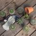Altman Plants Assorted Cactus Collection - 2.5 Inch 4 Pack - Buy Online on GoSupps.com