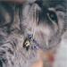Necoichi Chirimen Hanabi Fireworks Cat Collar - Handcrafted in Japan - Purple - One Size Fits All - Buy Online on GoSupps.com