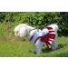 NCAA Arkansas Razorbacks Dog Cheerleader Outfit  X-Small XS Arkansas Razorbacks - Buy Online on GoSupps.com