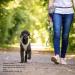 Buy Stretch Comfort Leash in Lime - Perfect for International Shipping | Durable & Stylish Dog Leash - Buy Online on GoSupps.com