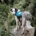 Kyjen Outward Hound DayPak Dog Backpack - Adjustable Saddlebag Style Size L Blue | International Shipping Available - Buy Online on GoSupps.com