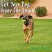 Dog Rocks 100% Natural Urine Patch Preventer - 200g Bag - Buy Online on GoSupps.com