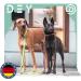 Dey Premium Dog Leash 2m | Reflective 3-Way Adjustable for Small to Large Dogs | Multiple Colors Available | Doubleein Dog Leash | Ideal for Puppies - Buy Online on GoSupps.com