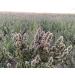 From The Field Catnip Buds 1oz: Premium Organic Catnip for Maximum Fun - Buy Online on GoSupps.com